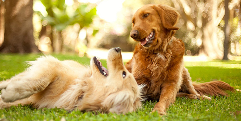 Golden Retriever