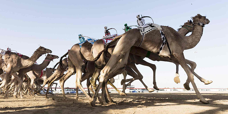 Ja, du läste rätt - robotar används vid kamelracing, som är en oerhört populär sport i landet, med lopp som äger rum på Al Shahaniya Camel Racing Track mellan oktober och februari varje år. Ursprungligen användes barn som jockeys för kamelerna, men robotar har istället använts sedan 2007 av hälso- och säkerhetsskäl. Robotarna fjärrstyrs av kamelskötarna som ofta kör längs banan.
