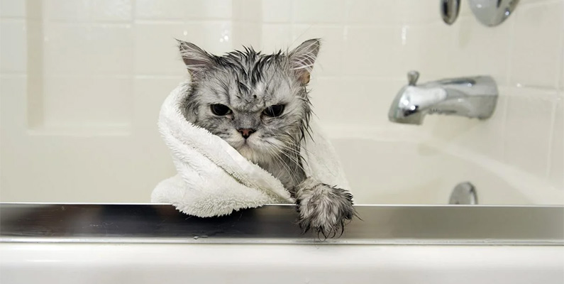 Myt nummer 4 om katter: "Det värsta alla katter vet är vatten".