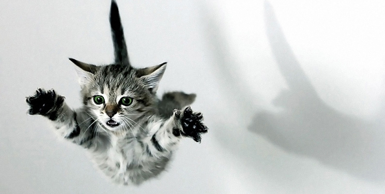 Myt nummer 2 om katter: "Katter landar alltid på fötterna när de faller".