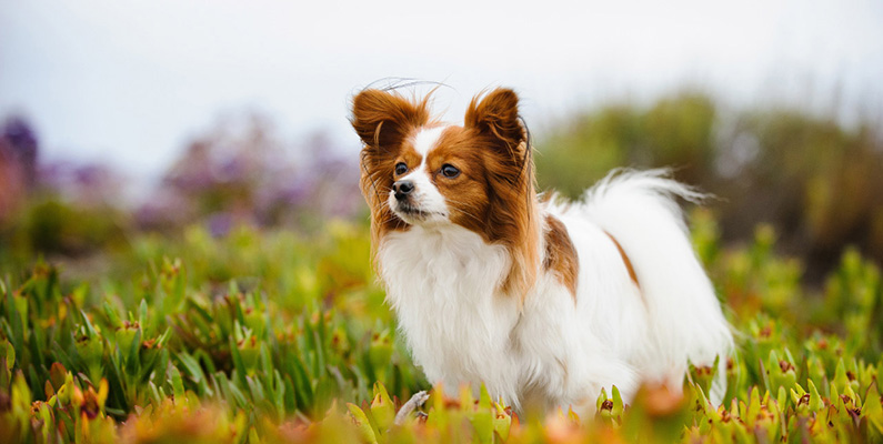 Papillonrasen är känd för sina karakteristiska, fjärilsliknande öron, vilket gett den sitt namn, som är det franska ordet för fjäril. En variant av papillon med hängande öron kallas phalène, vilket på franska betyder nattfjäril eller mott. Dessa två varianter delar samma rasstandard och anses vara en och samma ras, men med olika örontyper.