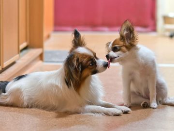 10 fakta du bör veta om hundrasen papillon