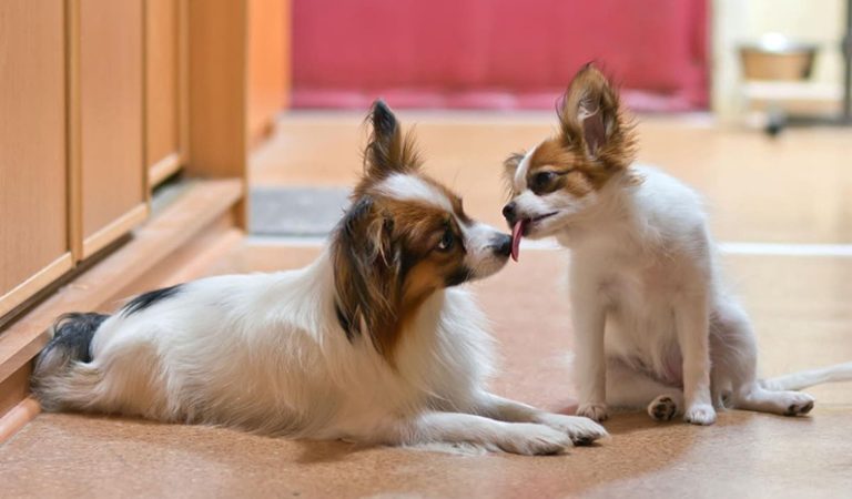 10 fakta du bör veta om hundrasen papillon