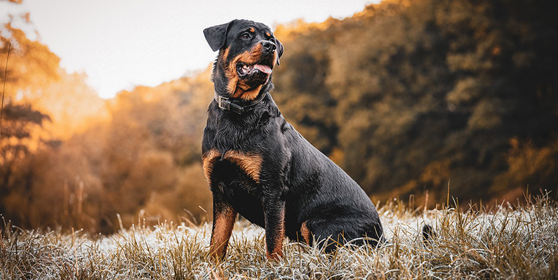 Rottweiler