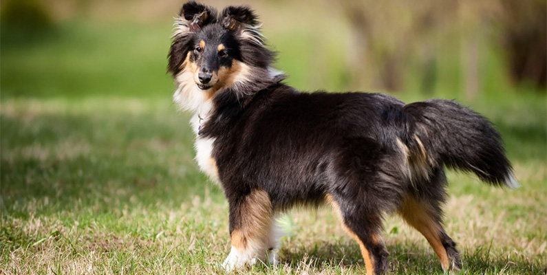 Shetland Sheepdog