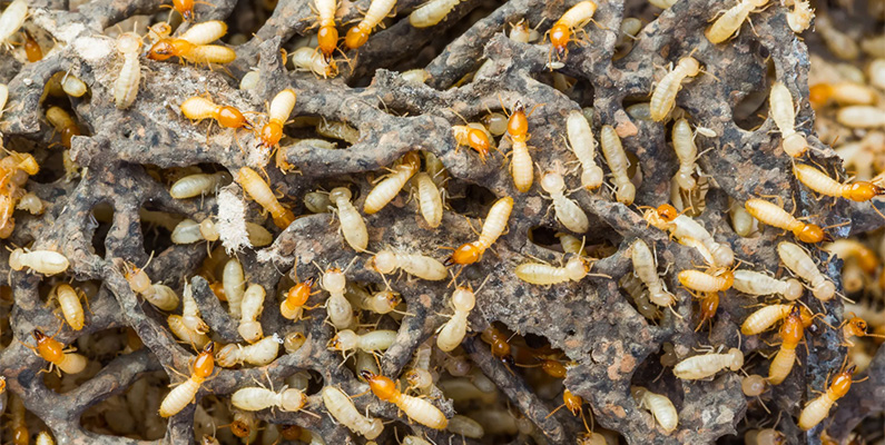 Termiter är mycket aktiva byggare och arbetare som arbetar kontinuerligt för att bygga och underhålla sina kolonier. Eftersom termiter är sociala insekter och lever i stora kolonier, finns det alltid några individer som är aktiva, även om det kan vara så att inte alla arbetar hela tiden. Termitarbetarna är vanligtvis aktiva dygnet runt för att bygga bon, skaffa mat och vårda larver och drottningen. Så om du har fått ett termitproblem i hemmet - räkna inte med att de pausar sitt arbete för lite sömn!