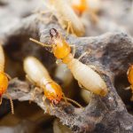 10 fakta du antagligen inte visste om termiter