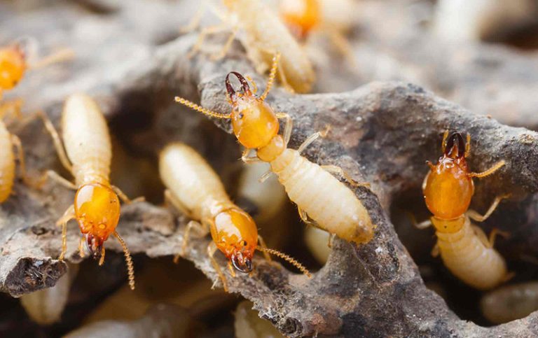 10 fakta du antagligen inte visste om termiter