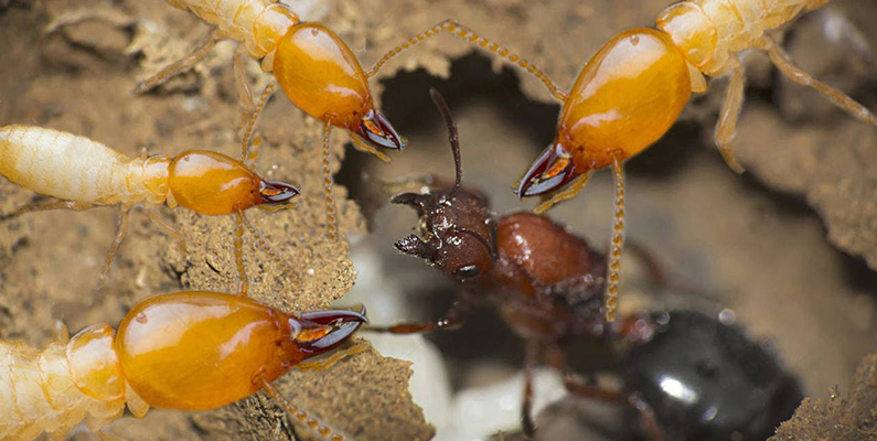 Myror och termiter är ofta rivaler och konkurrenter i naturen. Myror är kända för att vara både rovdjur och konkurrenter till termiter när det gäller tillgång till mat och territorium. Ibland kan termit- och myrkolonier som är nära varandra gå i krig  över territorium och resurser. Dessa kamper kan vara ganska intensiva och resultera i attacker och försvarsmekanismer från båda sidor.