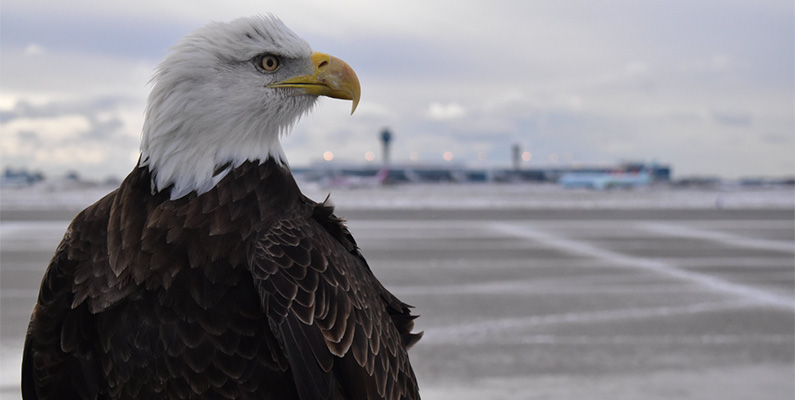 Toronto Pearson International Airport använder tränade rovfåglar för att skrämma bort eller avskräcka andra fåglar från att närma sig flygplatsområdet och därigenom minska risken för fågelkollisioner med flygplan. Dessa rovfåglar, inklusive falkar, hökar och ibland även en örn som enligt uppgift heter Ivan, används för att hålla området runt flygplatsen fritt från andra fåglar som kan utgöra en säkerhetsrisk för flygtrafiken.