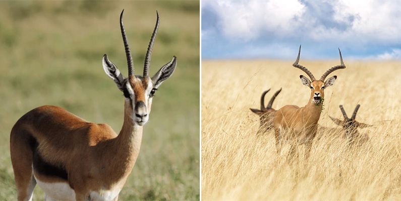 Världens 10 snabbaste djur på land. #2) Gasellantiloper och impala.