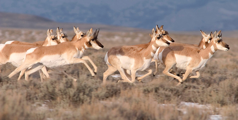 Världens 10 snabbaste djur på land. #3) Gaffelantiloper.