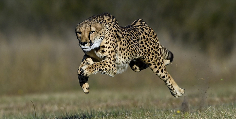 Världens 10 snabbaste djur på land. #1) Geparder.