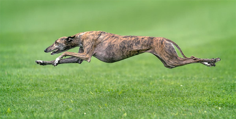 Världens 10 snabbaste djur på land.
#10) Greyhound.