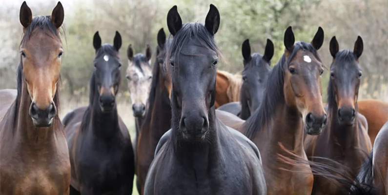 Världens 10 snabbaste djur på land.
#9) Hästar.