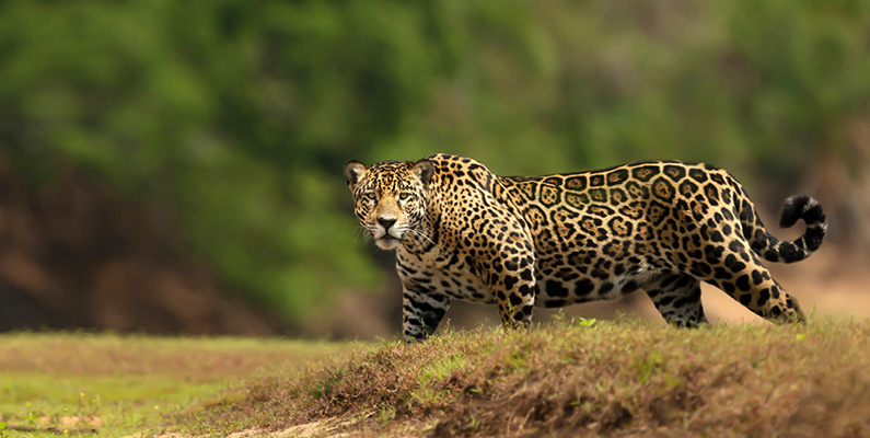 Världens 10 snabbaste djur på land. #6) Jaguarer.