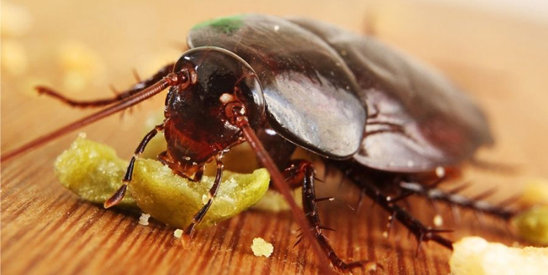 10 läskiga och störande fakta som fick oss att säga 'fy f*n'.
#2) Akta så att inte kackerlackorna äter upp dina barn…