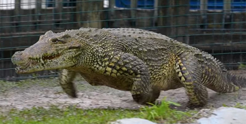 10 läskiga och störande fakta som fick oss att säga 'fy f*n'.
#7) Krokodiler är avsevärt snabbare än vad du tror…