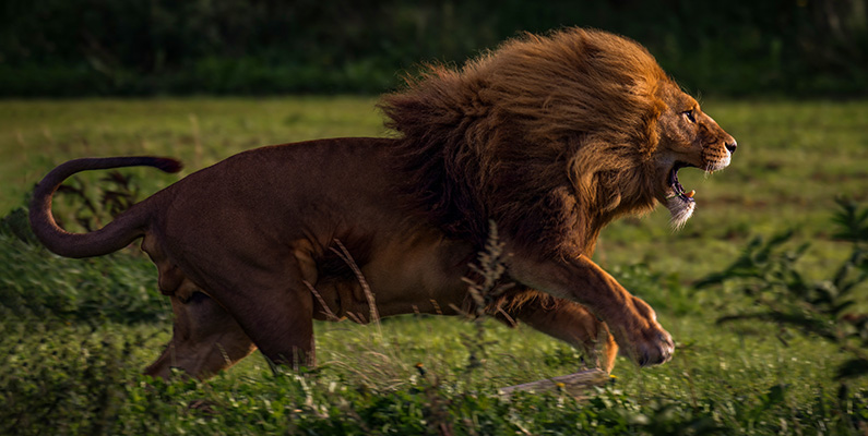 Världens 10 snabbaste djur på land. #4) Lejon.