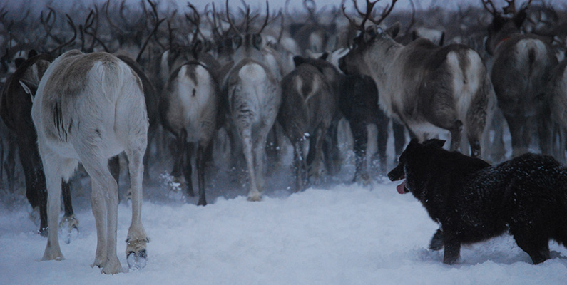 Svensk lapphund användes traditionellt av de samiska folken för att valla renar i Lappland. Renar var en primär livsmedelskälla för samerna, och svenska lapphundar spelade en viktig roll för att hjälpa till med att valla och skydda dem. Även om moderna metoder har införts, används fortfarande ibland svensk lapphund för att hjälpa till med herding av renar i vissa områden. Men främst idag har blivit en sällskapshund.