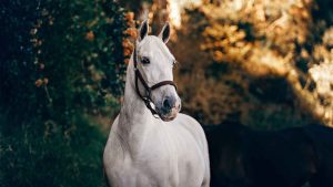 Foto på en vit häst