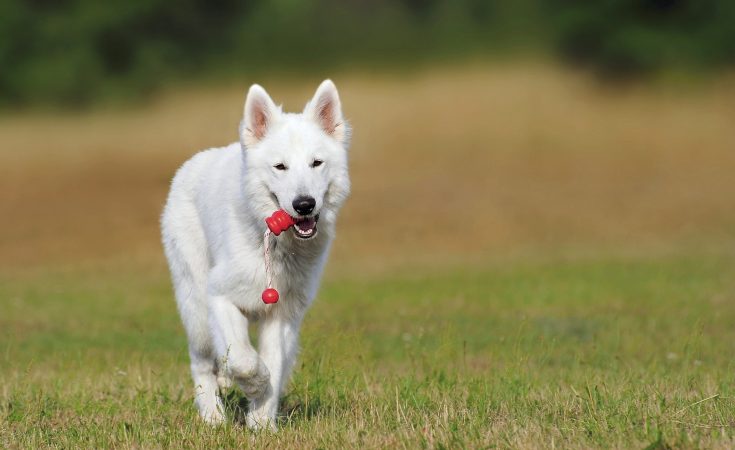 Legeglad hund