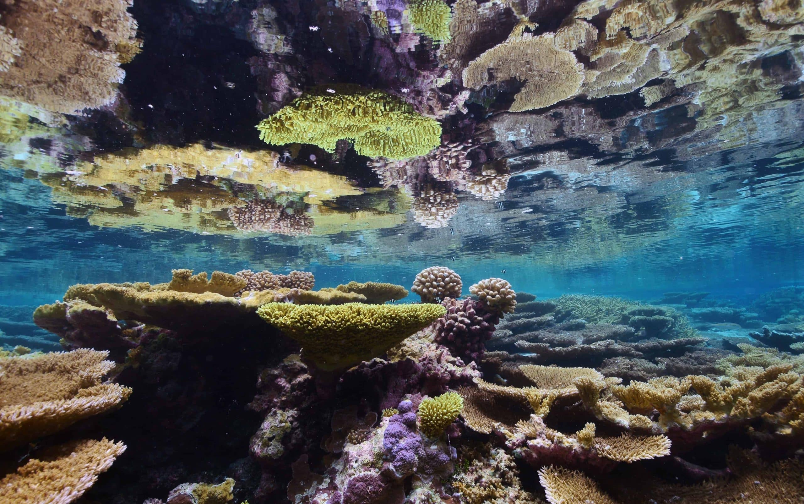Coral Reef Onlyfans: Protecting Our Oceans, One Fan At A Time - go9dzu7