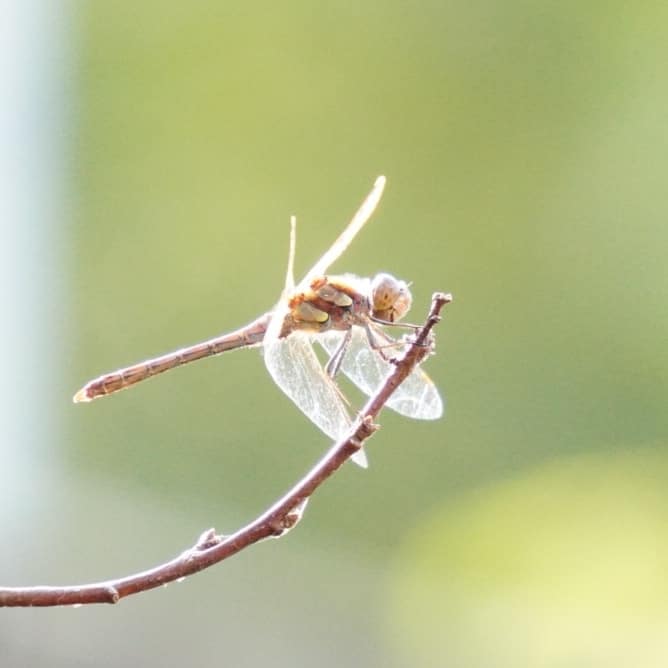 Libelle – Foto van de week