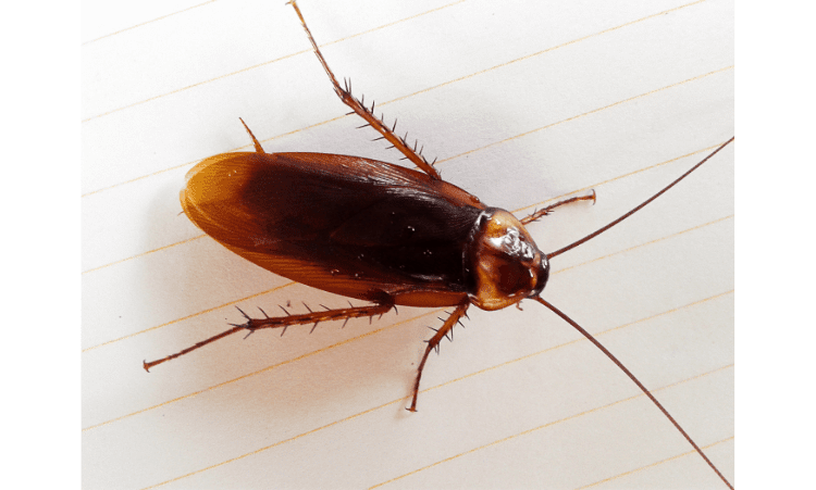 Five foolproof way of getting rid of Cockroaches