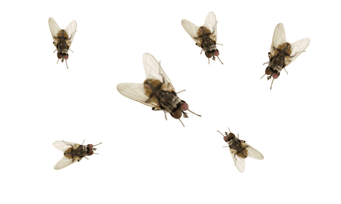 Keep flies out of the house - expert advice