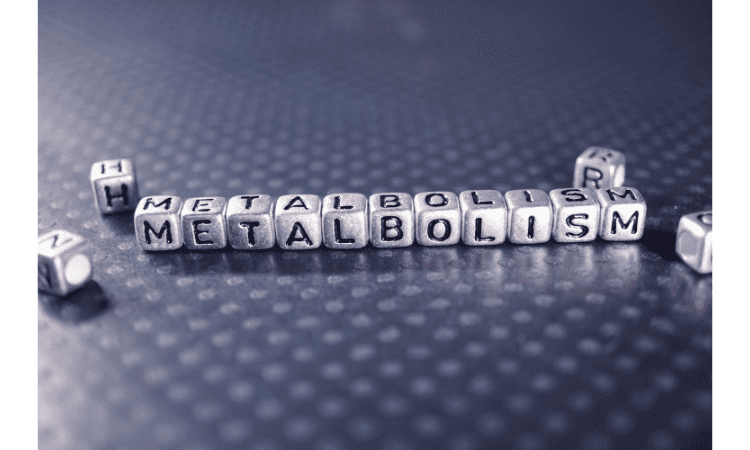 metabolism