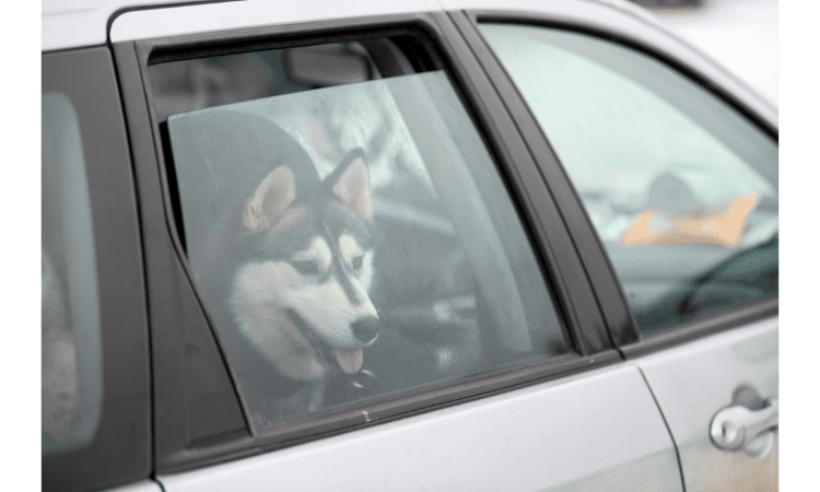 Know About Driving safely with pets