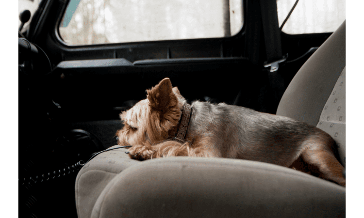 Know About Driving safely with pets