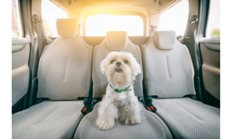 Know About Driving safely with pets