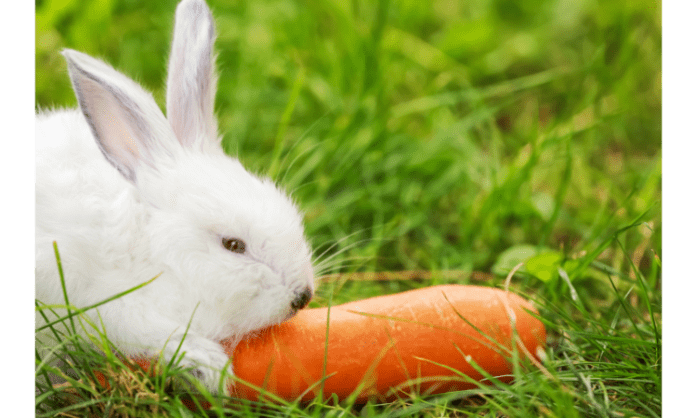 carrot 2 carrot 2