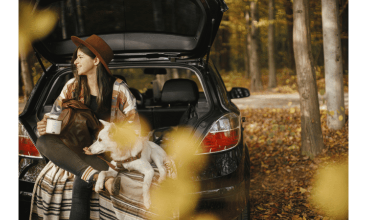 Driving safely with pets