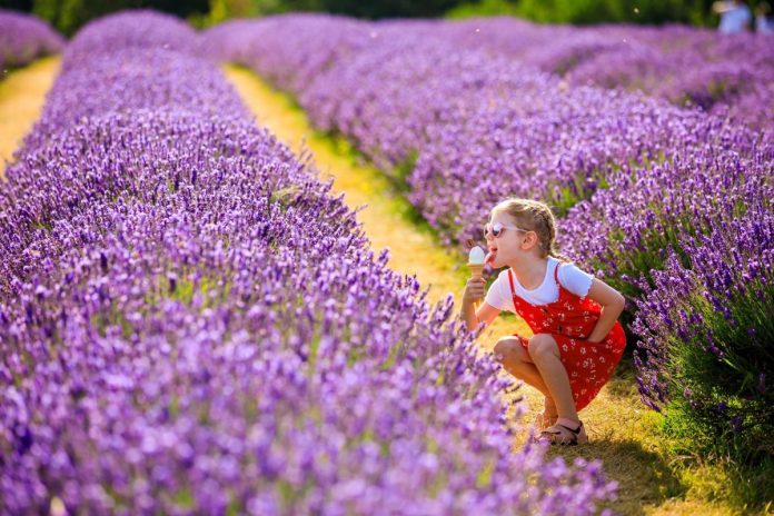 Mayfield Lavender Farm