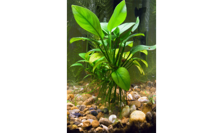 Freshwater Aquarium Plants