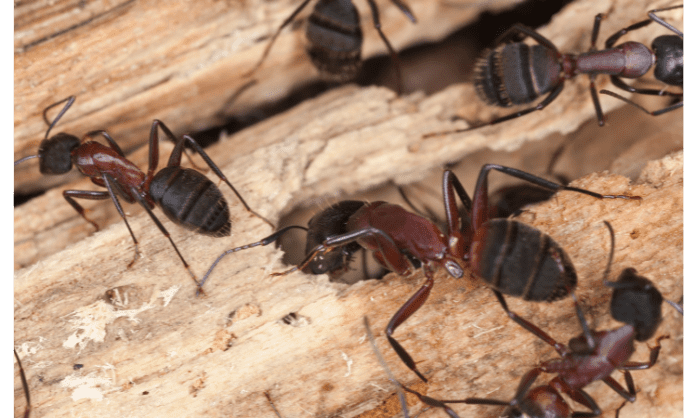 How to get rid of carpenter ants