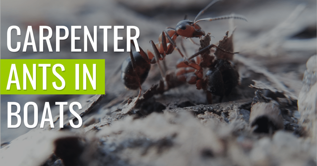 How to get rid of carpenter ants