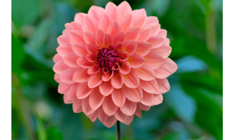 Dahlia