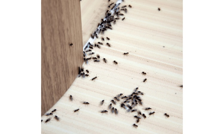 How to get rid of carpenter ants