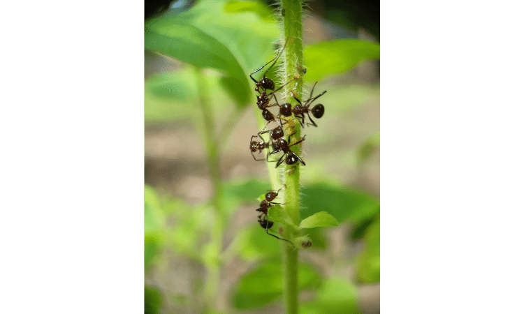 How to get rid of carpenter ants