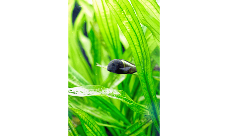 Best Aquarium Plants For beginners