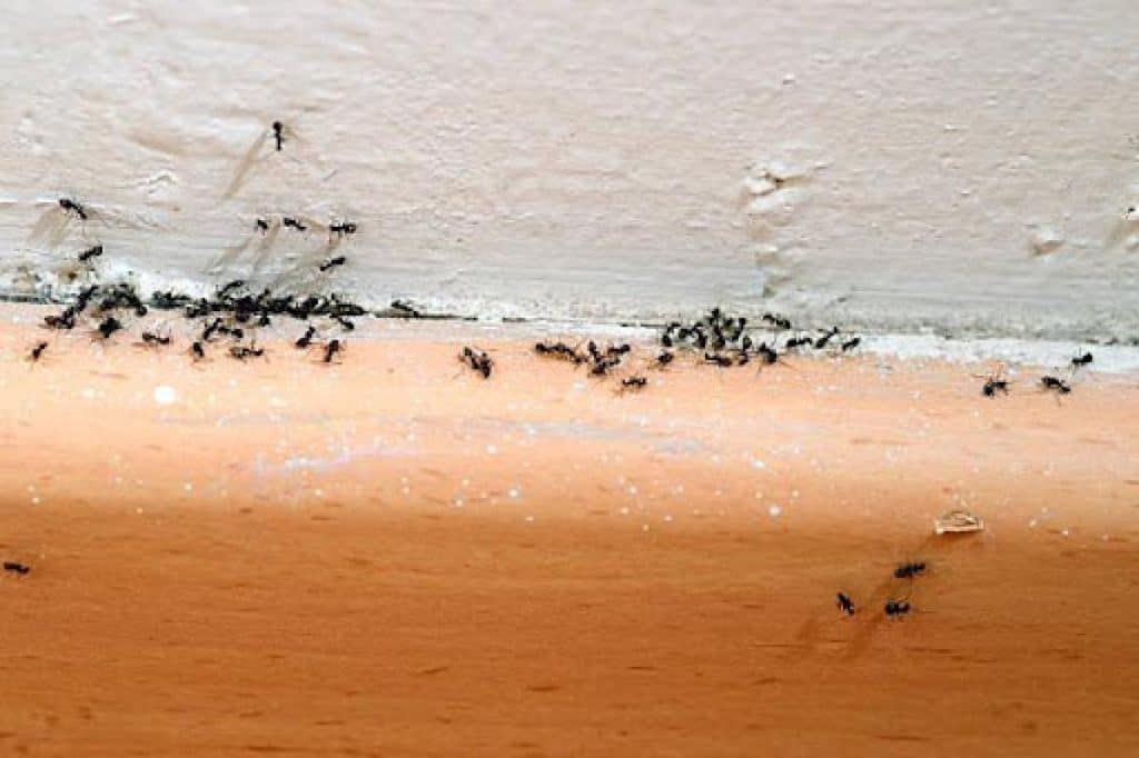 How to get rid of carpenter ants