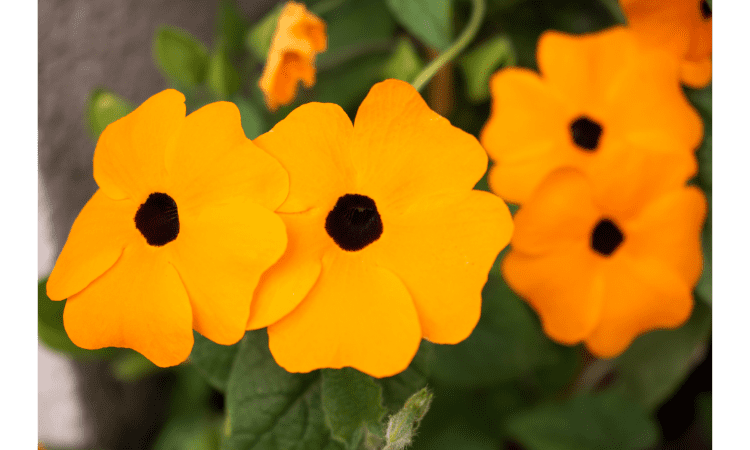 black eyed susan