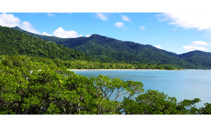 Daintree Rainforest