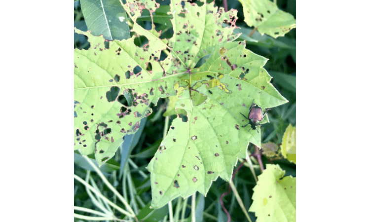 How to kill Japanese beetles