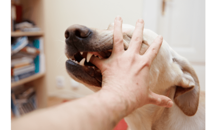 dog bite heading how to treat a dog bite at home