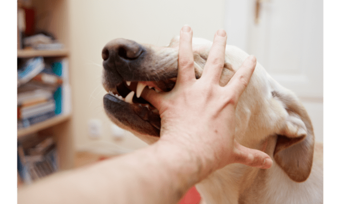 how to treat a dog bite at home